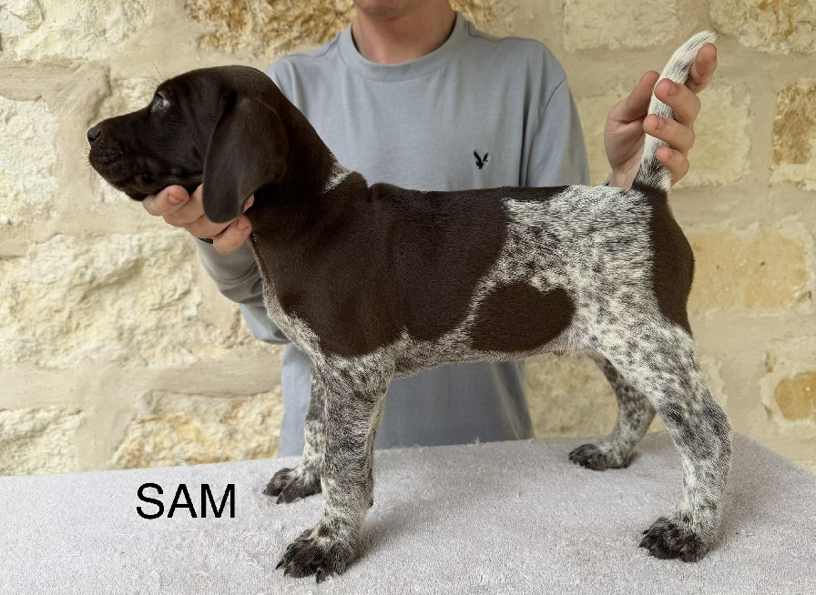 SALLY X COLT / SAM