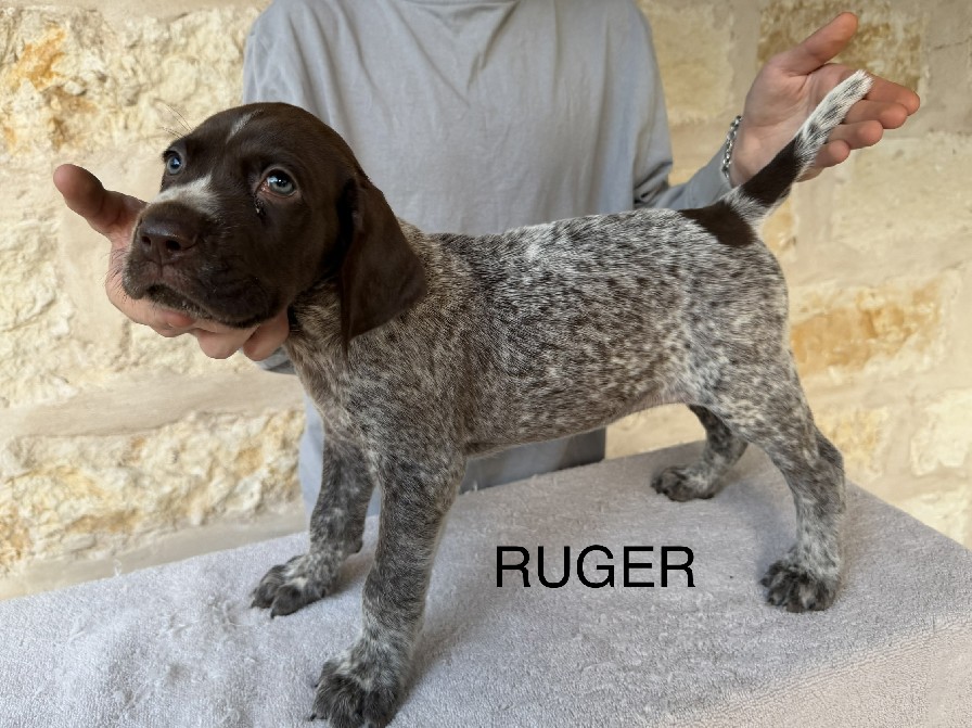 SALLY X COLT / RUGER