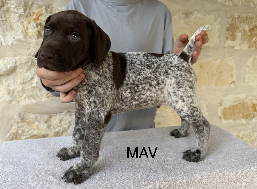 SALLY X COLT / MAV