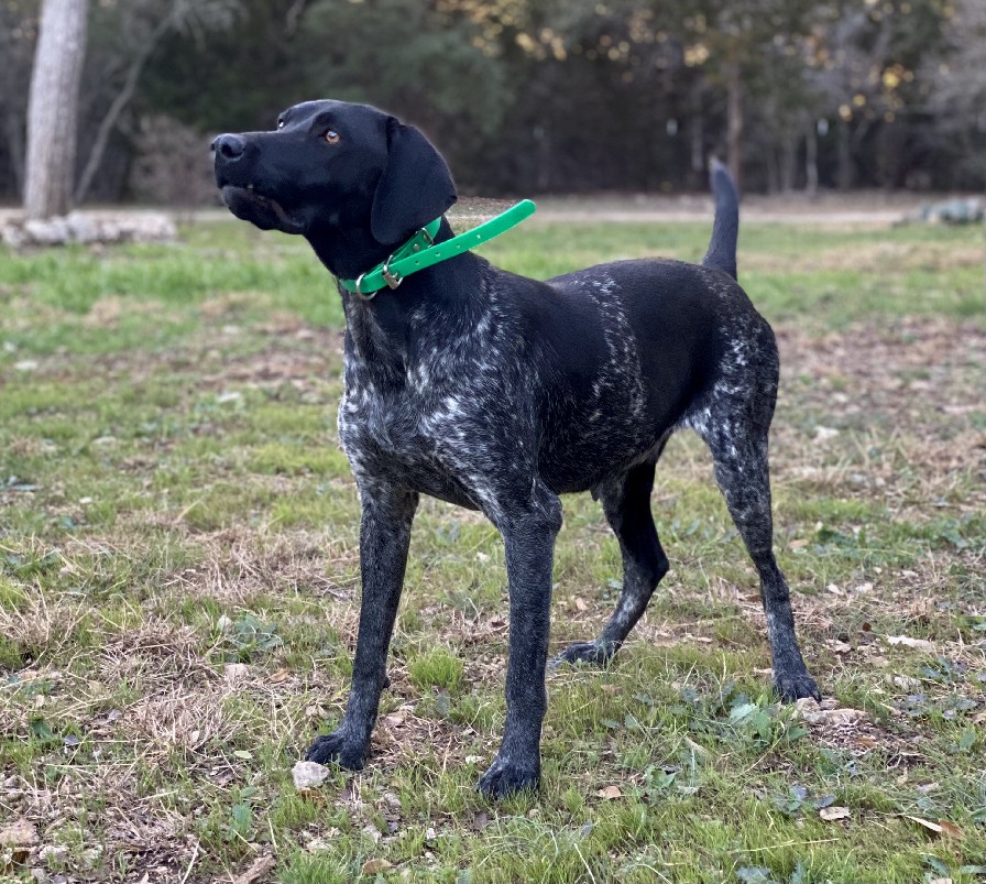 CLASSIC’S SHAKE THE FROST BIRDIE