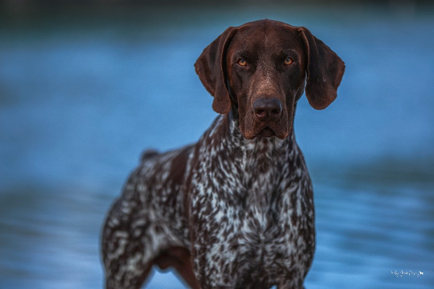 HERO SOUTHERN STAR / PABLO