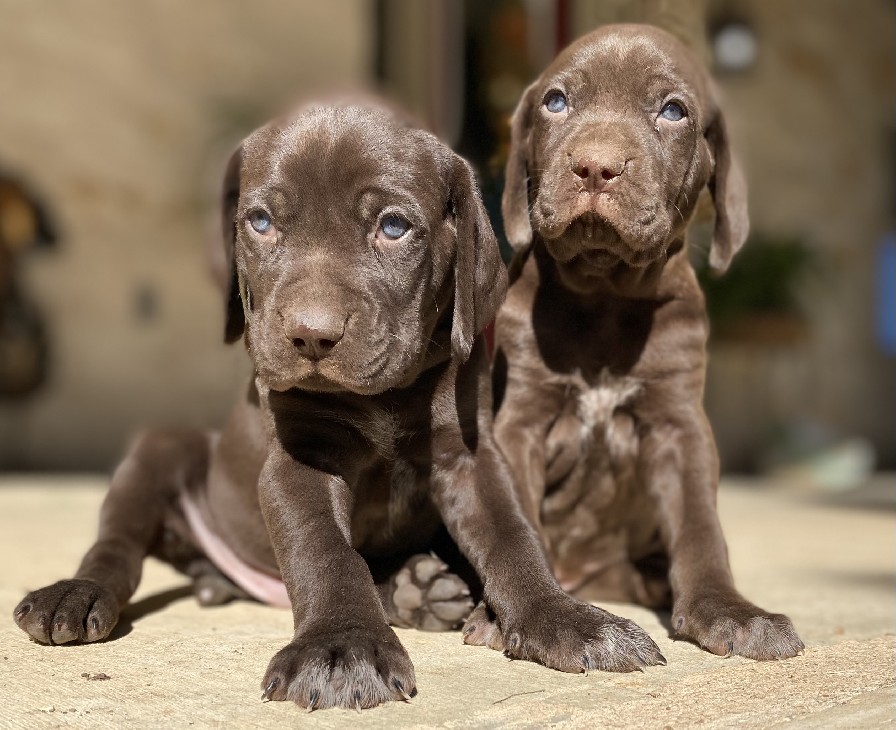 JETT /  SAGE SOLID LIVER BOYS