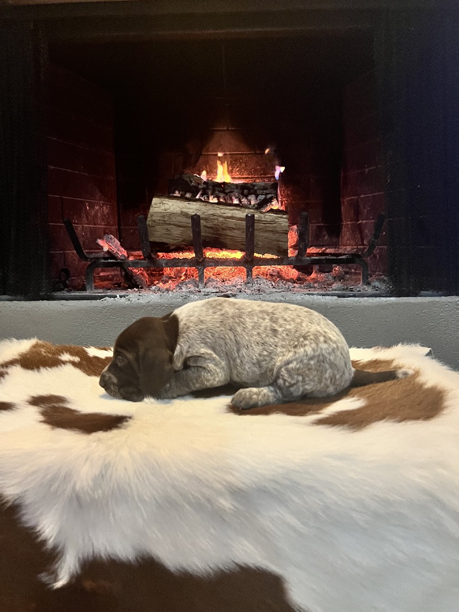 RUBY X MAXIMILLIAN'S MILLIE