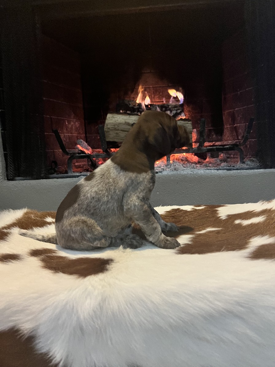 RUBY X MAXIMILLIAN'S BELLE