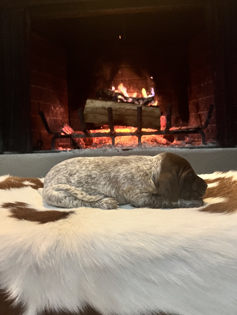 RUBY X MAXIMILLIAN'S WREN