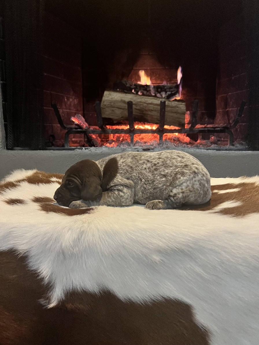 RUBY X MAXIMILLIAN'S DUKE