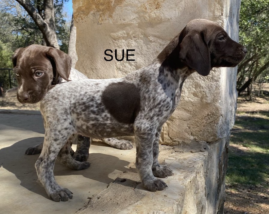 BAILEY X MAXIMILIAN SUE