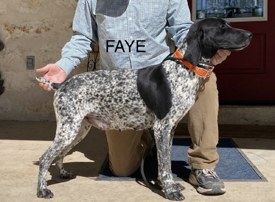 CLASSICS NOTHING BUT TIME FAYE