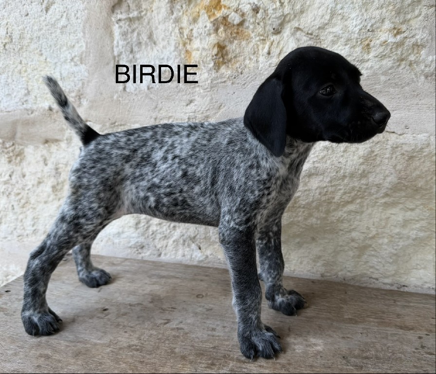 MAXIMILIAN X MILLIE / BIRDIE