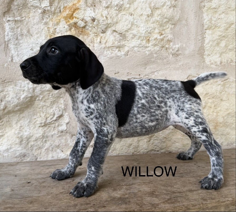 MAXIMILIAN X MILLIE / WILLOW