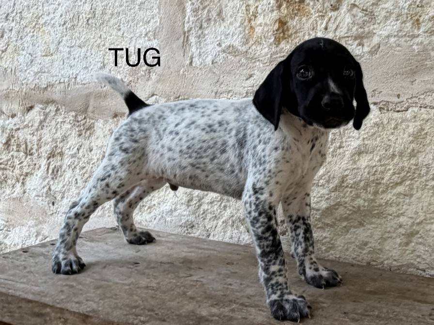 MAXIMILIAN X MILLIE / TUG