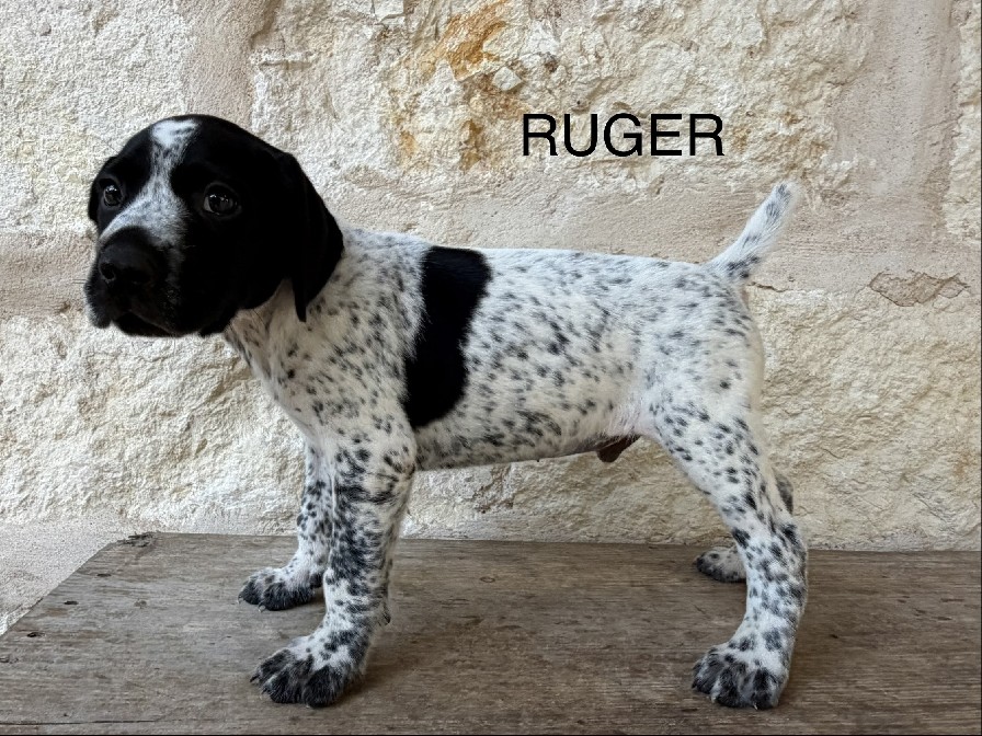 MAXIMILIAN X MILLIE / RUGER
