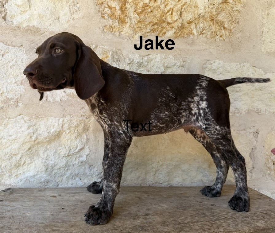 PABLO X SAGE / JAKE