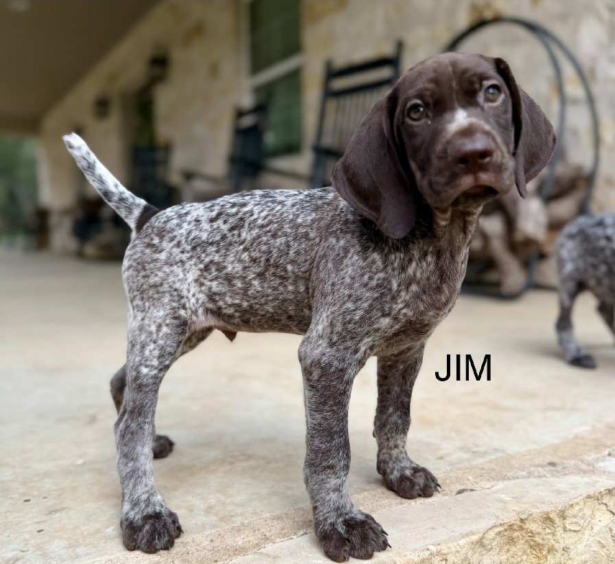 CH COLT X SUE / JIM
