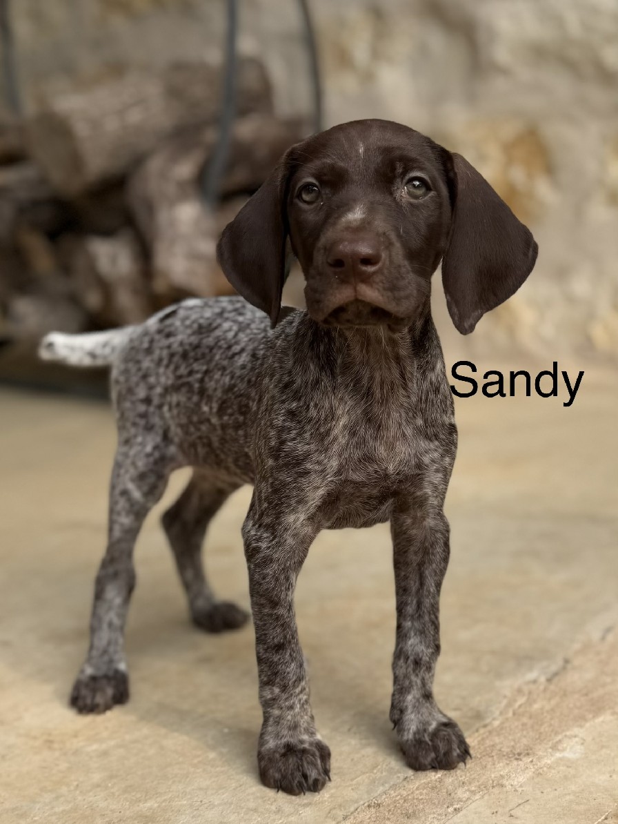 CH COLT X SUE / SANDY