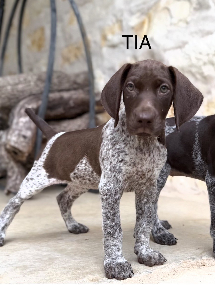 CH COLT X SUE / TIA