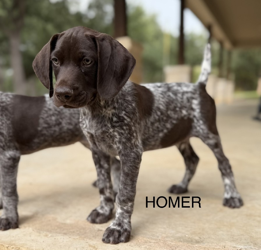 PABLO X SAGE / HOMER