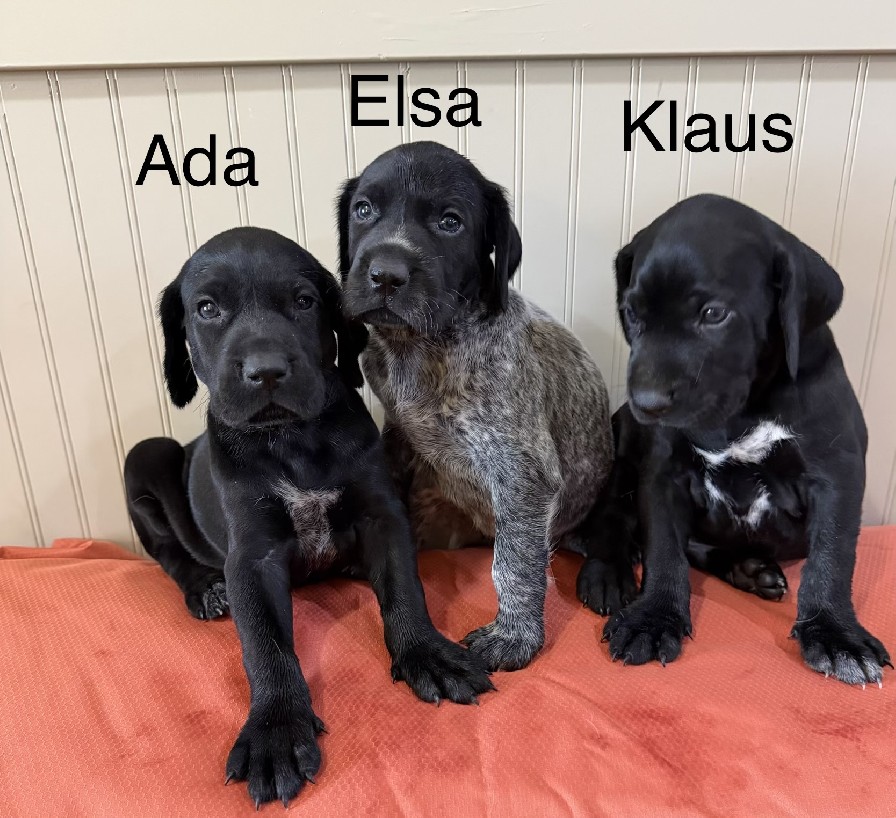 ZURI X JETT LITTER