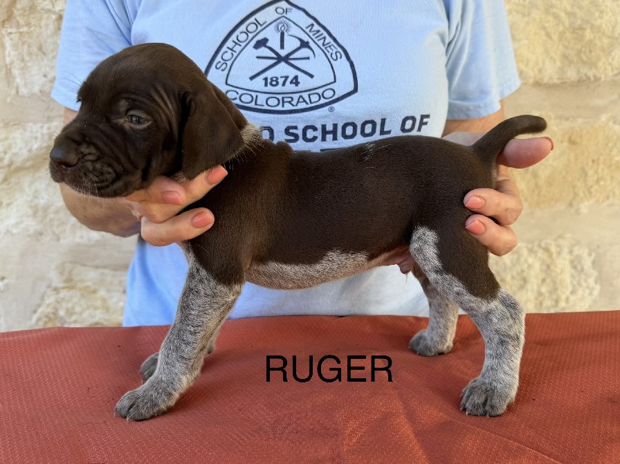 BIRDIE X GUS / RUGER