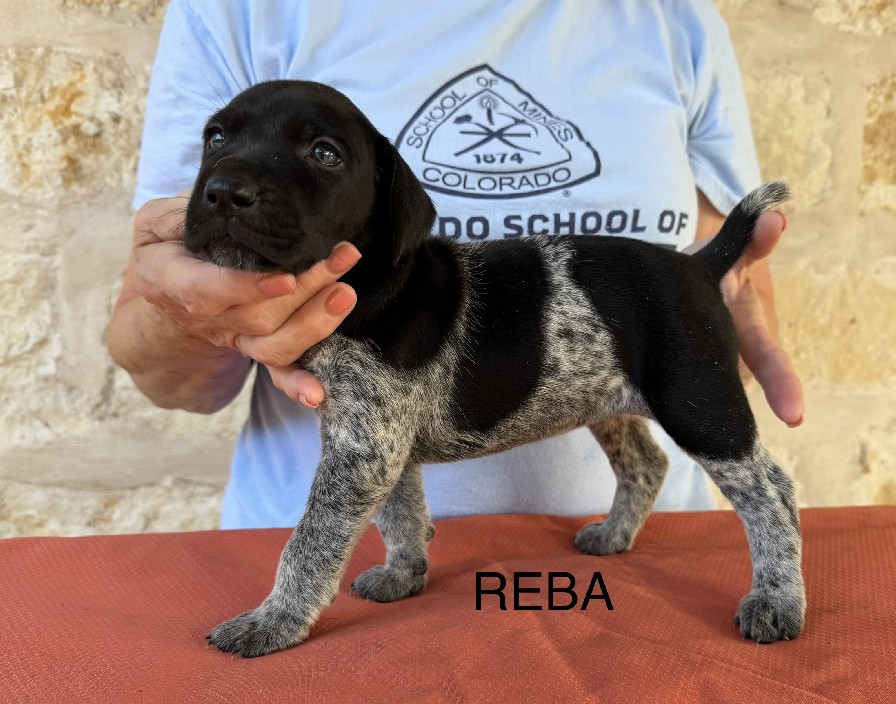 BIRDIE X GUS / REBA