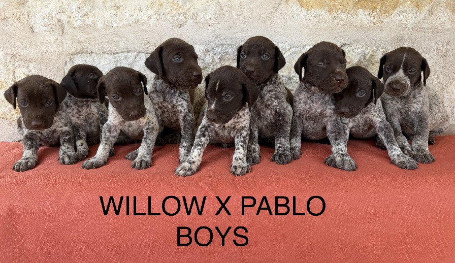 PABLO X WILLOW LITTER